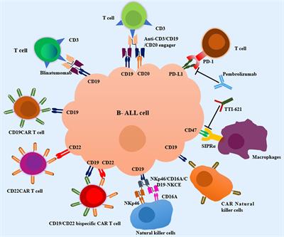 Frontiers  Pharmacogenetics of pediatric acute lymphoblastic leukemia in  Uruguay: adverse events related to induction phase drugs