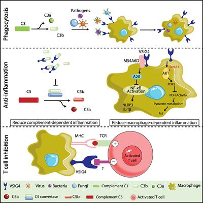 Frontiers | V-Set and immunoglobulin domain containing (VSIG) proteins ...