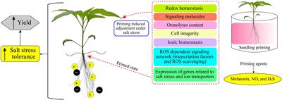 Frontiers | Chemical priming enhances plant tolerance to salt stress