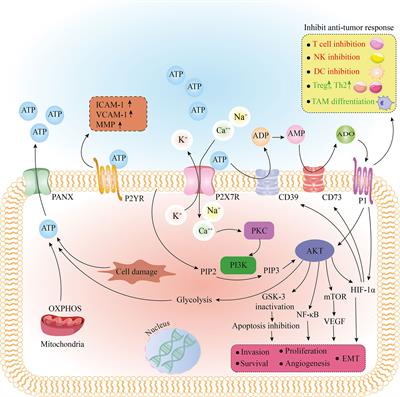 Frontiers | Purinergic receptors are a key bottleneck in tumor ...