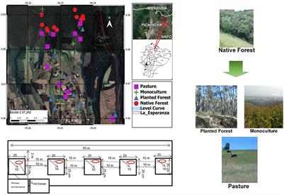 Frontiers in Forests and Global Change