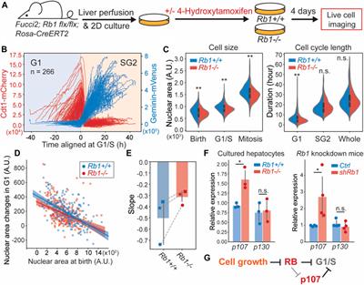 Frontiers | The cell cycle inhibitor RB is diluted in G1 and ...