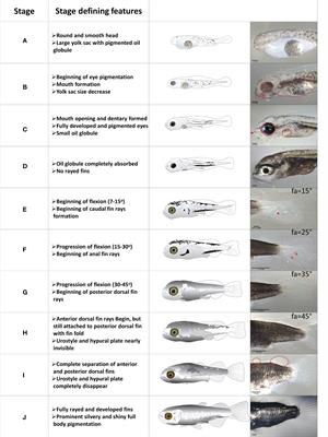 Frontiers  Exploring the application of Corynebacterium glutamicum single  cell protein in the diet of flathead grey mullet (Mugil cephalus): effects  on growth performance, digestive enzymes activity and gut microbiota