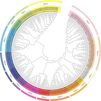 Frontiers Hsf Transcription Factor Gene Family In Peanut Arachis