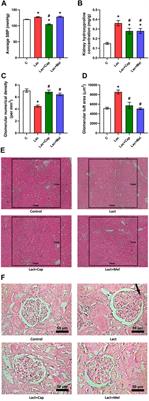 Frontiers  Effect of the renin-angiotensin system on the exacerbation of  adrenal glucocorticoid steroidogenesis in diabetic mice: Role of  angiotensin-II type 2 receptor