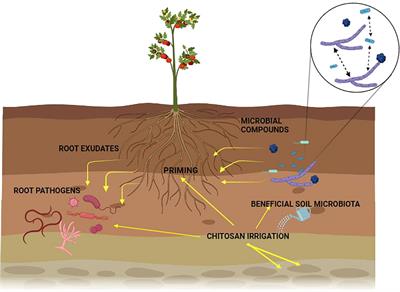 Frontiers | Chitosan and nematophagous fungi for sustainable management ...