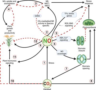 Frontiers | Nitric oxide: A core signaling molecule under elevated GHGs ...