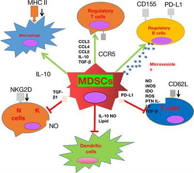 Frontiers  Syrian hamster as an ideal animal model for evaluation of  cancer immunotherapy