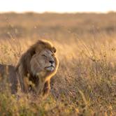 Wildlife Conservation | Frontiers Research Topic