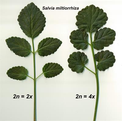 Artificial Polyploidy in Plants | Frontiers Research Topic