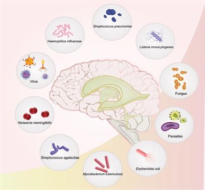 Host Pathogen Interaction In Central Nervous System Infection Frontiers Research Topic