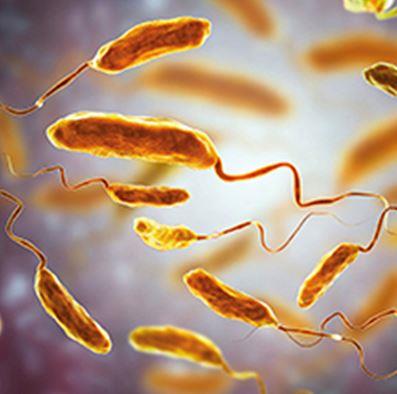 Frontiers | Vibrio Species in the Food Processing Chain