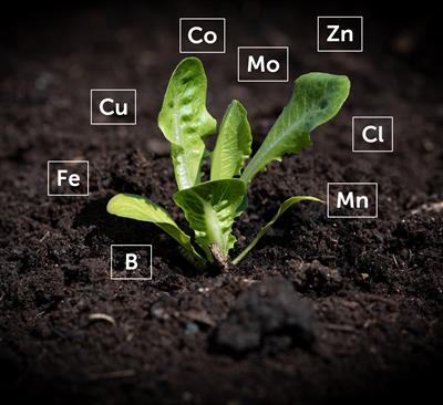 Micronutrients for store plants