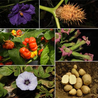 Solanaceae Family Characteristics