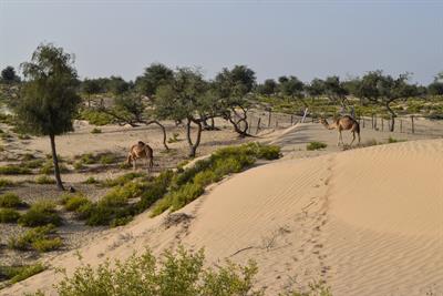 arid desert plants