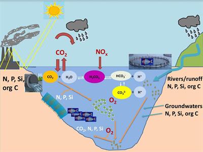 effects of eutrophication on an ecosystem