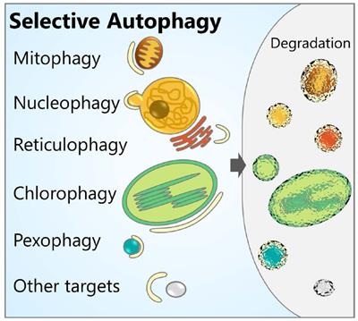 Autophagy and organelle turnover