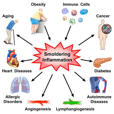 Smoldering Inflammation In Cardio Immune Metabolic Diseases - 